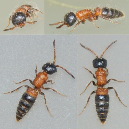 Paramyrmosa brunnipes